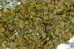 Umbilicaria muhlenbergii
