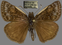 Erynnis pacuvius