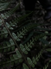 Dryopteridoideae
