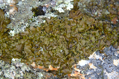 Umbilicaria muhlenbergii