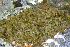 Umbilicaria muhlenbergii