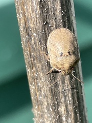 Pachycorinae