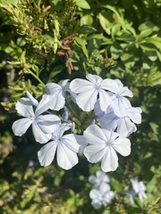 Plumbago