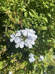 Plumbago