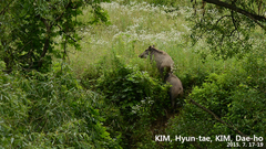 Sus scrofa ussuricus