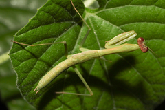 Polyspilota
