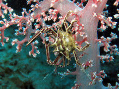 Ceratocarcinus longimanus