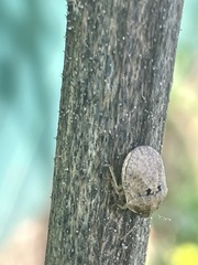 Pachycorinae