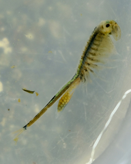 Branchinecta cornigera