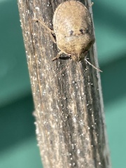 Pachycorinae