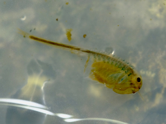 Branchinecta cornigera