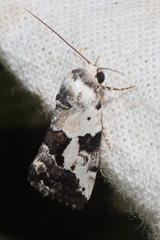 Acontia