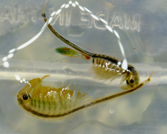 Branchinecta cornigera