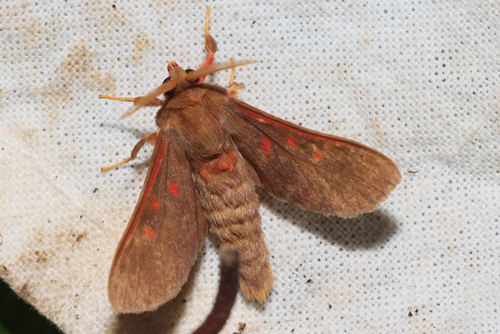 Rhabdomarctia rubrilineata