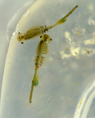 Branchinecta cornigera