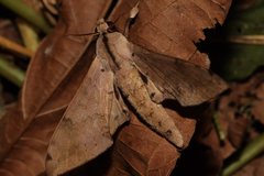 Pseudoclanis postica