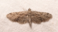 Eupithecia pusillata