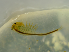 Branchinecta cornigera