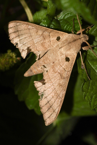 Polyptychus carteri