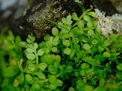 Limnanthes macounii