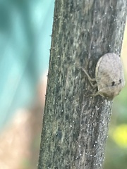 Pachycorinae