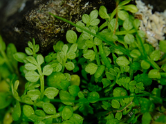 Limnanthes macounii