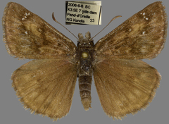 Erynnis pacuvius
