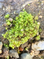 Sphaerocarpos texanus