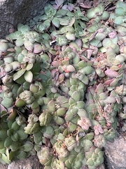 Crassula orbicularis