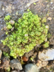 Sphaerocarpos texanus