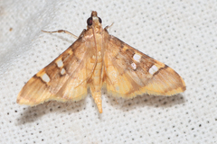Prophantis smaragdina