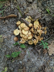 Desarmillaria