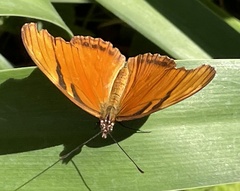 Dione juno huascuma