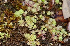 Sedum nuttallii