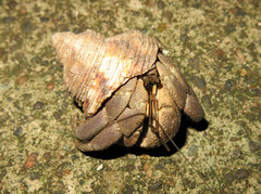 Coenobita brevimanus