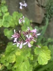 Pelargonium zonale