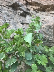 Pelargonium zonale