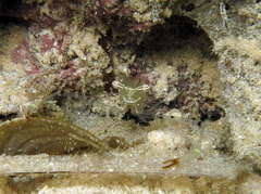 Cuapetes tenuipes