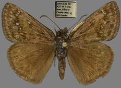 Erynnis pacuvius