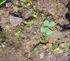 Riccia glauca