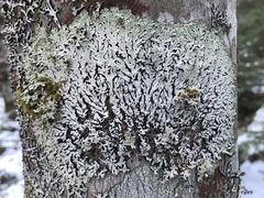 Menegazzia