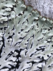 Menegazzia