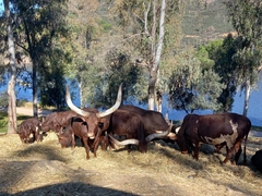 Bos indicus × taurus