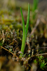 Olsynium douglasii