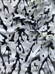 Menegazzia