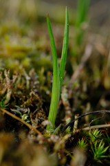 Olsynium douglasii