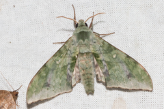 Chloroclanis virescens