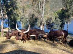 Bos indicus × taurus
