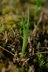 Olsynium douglasii
