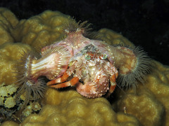 Dardanus pedunculatus